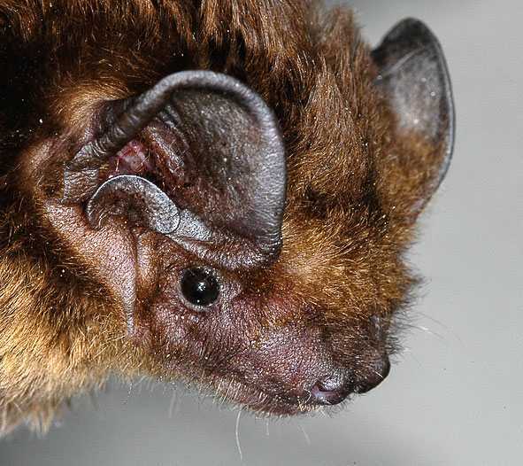 Une chauve-souris atteinte de la rage ramassée dans le Nouveau Taipei