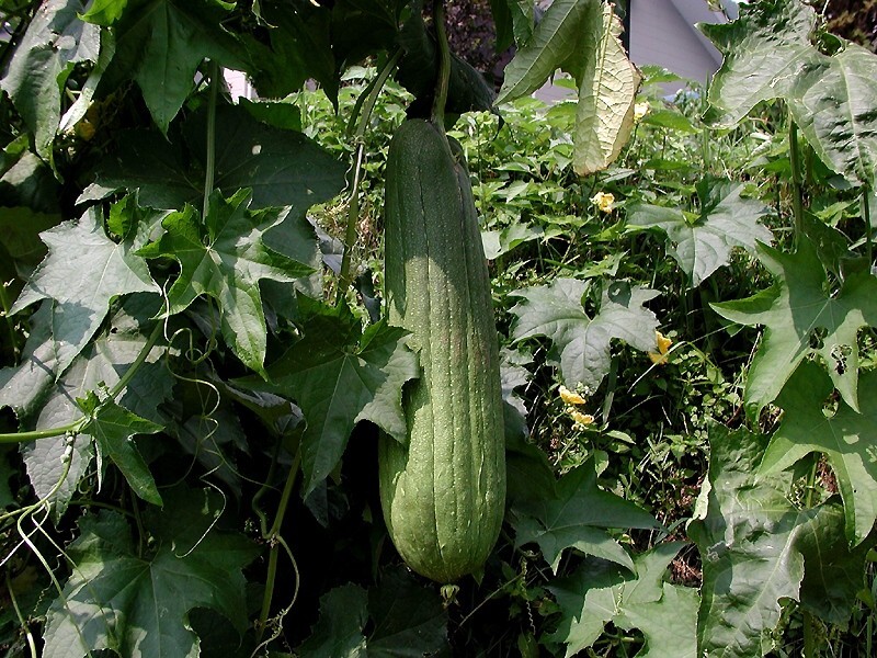 Courge éponge (source image Wikipédia)