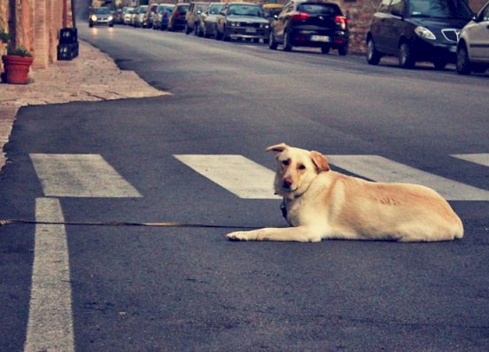 chien en laisse dans une rue (image pxhere)