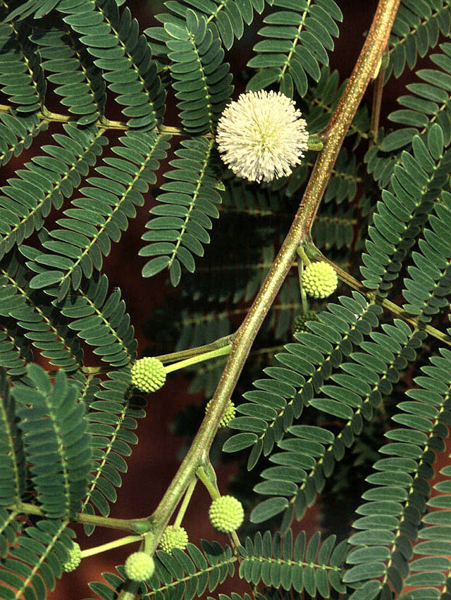 Le faux mimosa (Source image: Wikipedia)