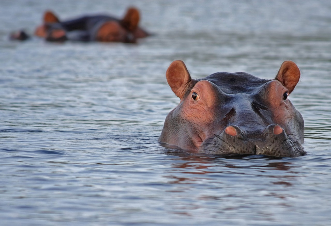 Un touriste taiwanais tué par un hippopotame au Kenya