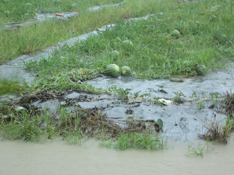 Les pertes agricoles provoquées par les pluies sont lourdes
