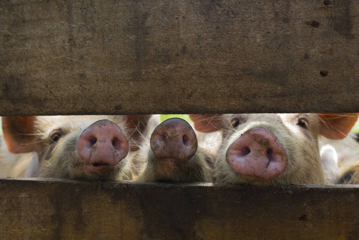Taiwan moins optimiste que la Chine sur la situation de la peste porcine