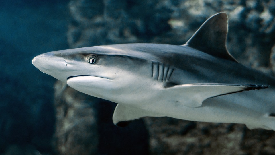 Les progrès accomplis suffisent-ils à préserver les requins?
