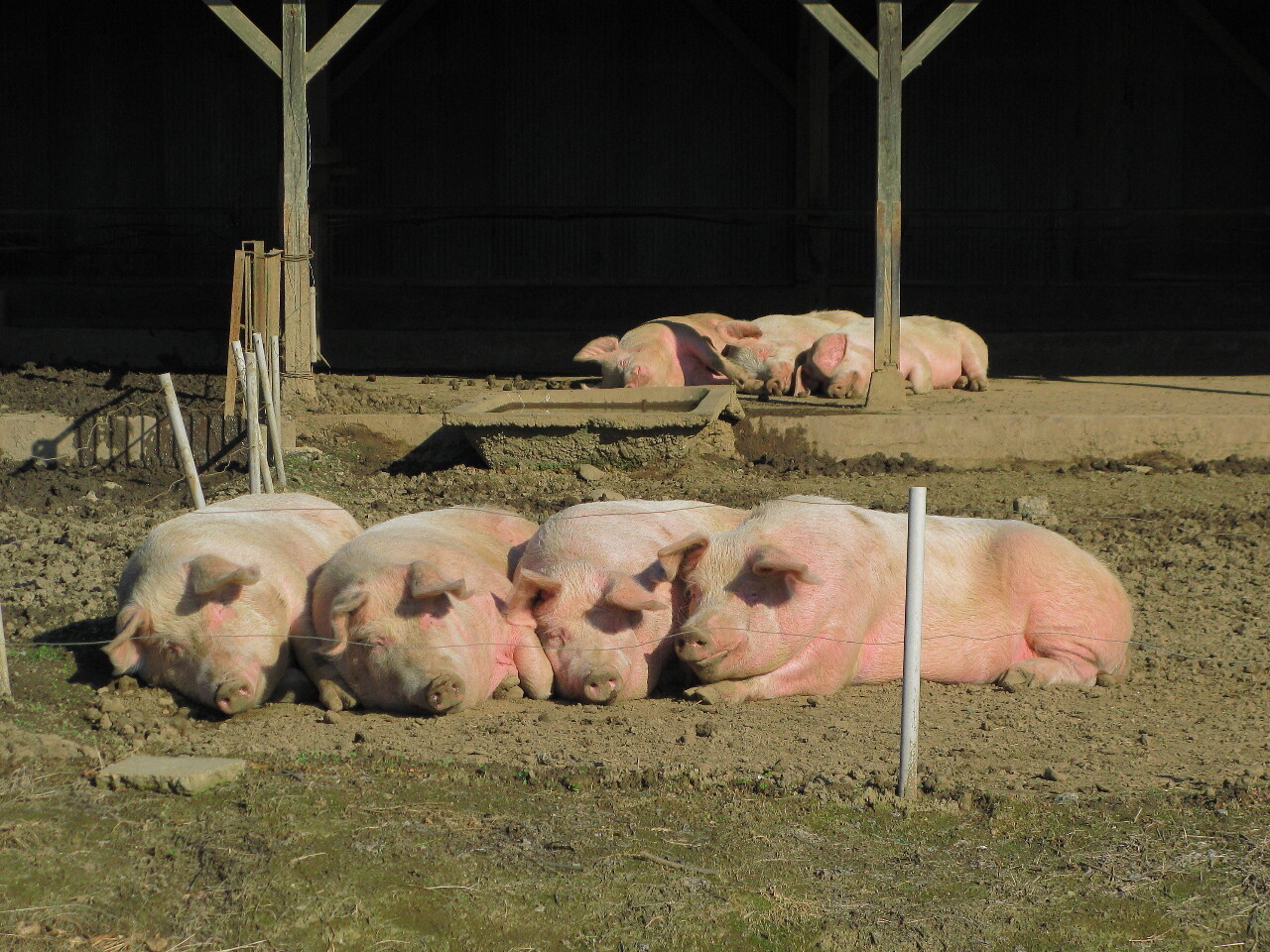 Peste porcine africaine : extension aux voyageurs en provenance de Corée du Sud