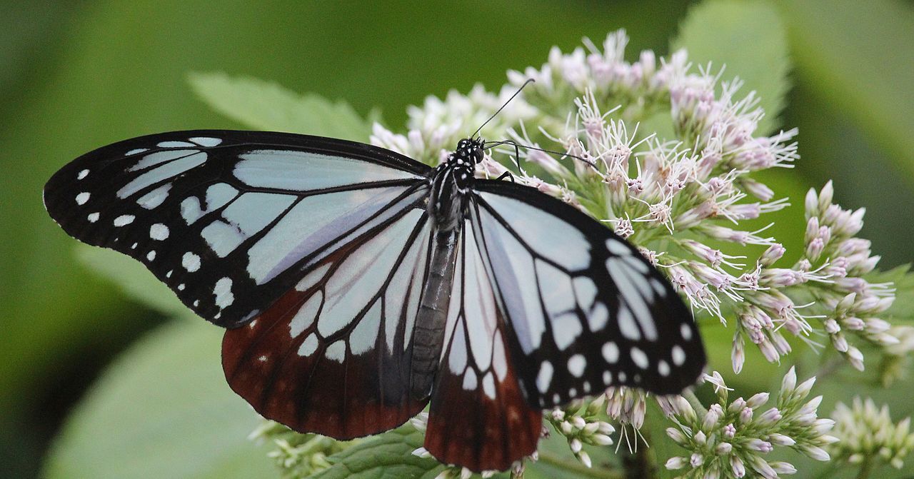 Des papillons japonais observés à Penghu à 2000 km de chez eux