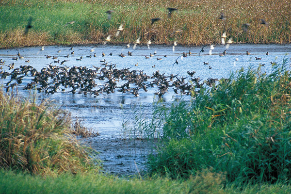 Les oiseaux migrateurs sont en diminution
