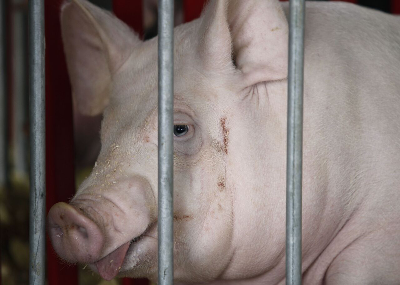 Importation illégale de viande : l’amende s’élève désormais à 1 million de dollars taiwanais