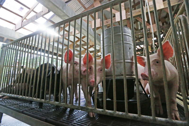 Farine d'asticot pour remplacer la farine de poisson