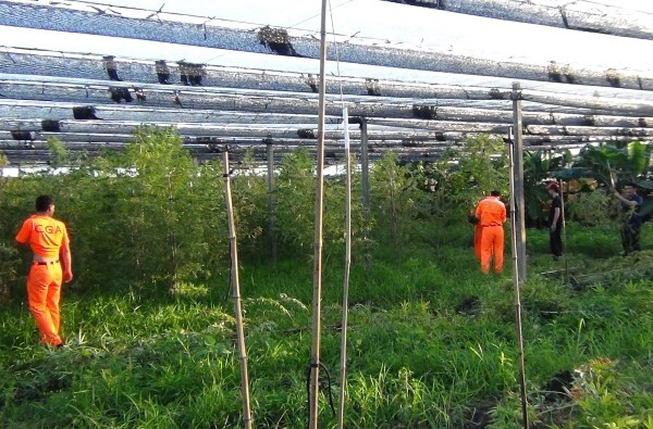 La plantation de cannabis découverte. (image CNA)