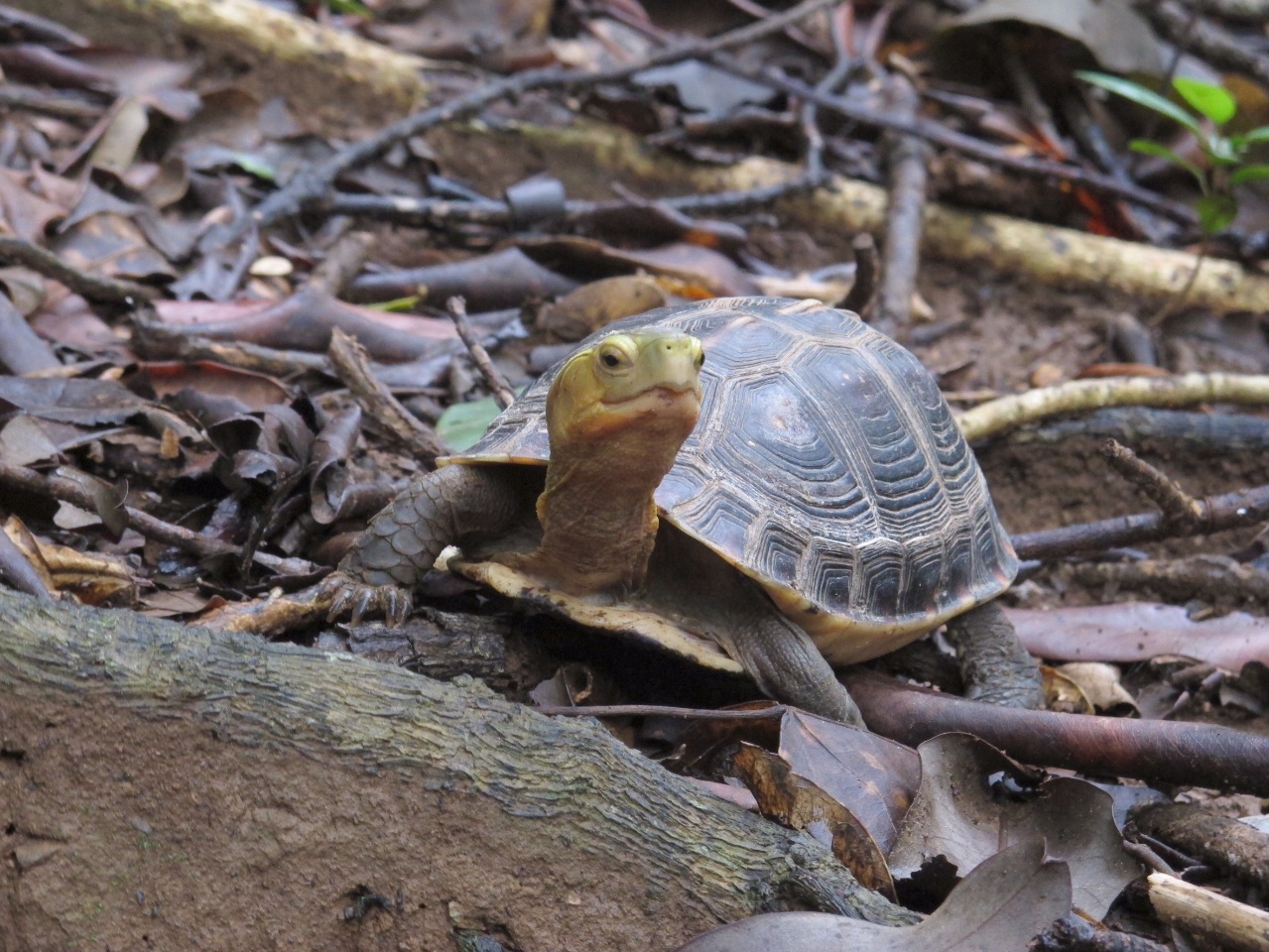 Alerte à la disparition des tortues-boîtes à bord jaune à Taiwan
