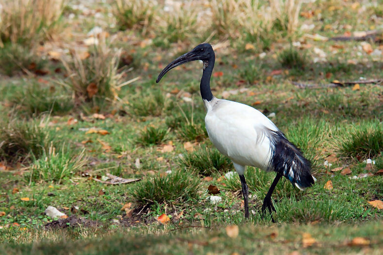 Sacred Ibis at Miami Metrozoo. Image AlexF wikipedia
