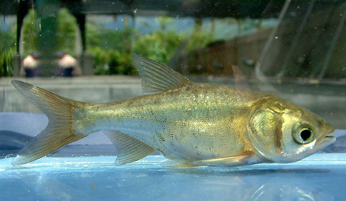 126 000 poissons relâchés dans le réservoir de Shimen