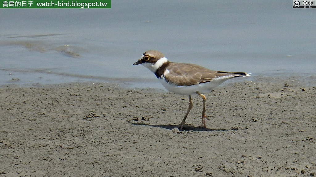 Diminution des oiseaux migrateurs à Taiwan