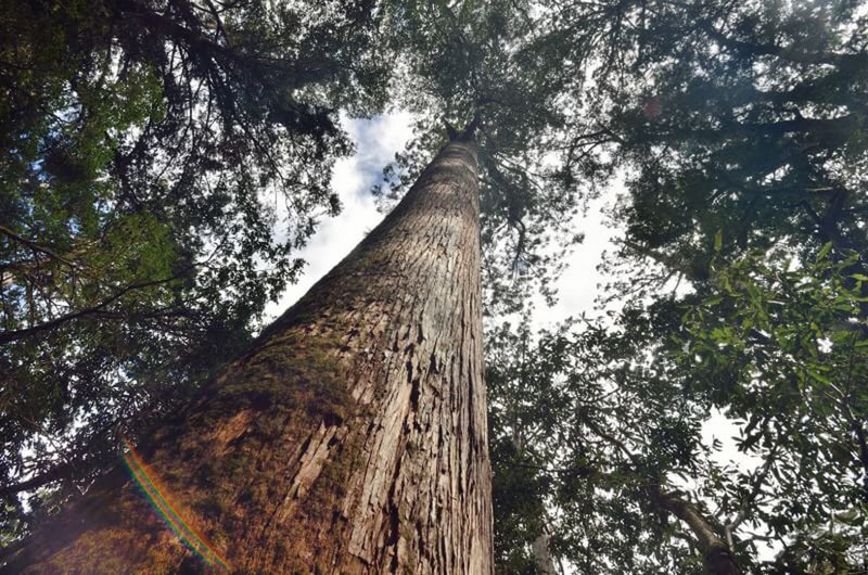 Une forêt de cyprès géants de Taiwan vient d’être découverte
