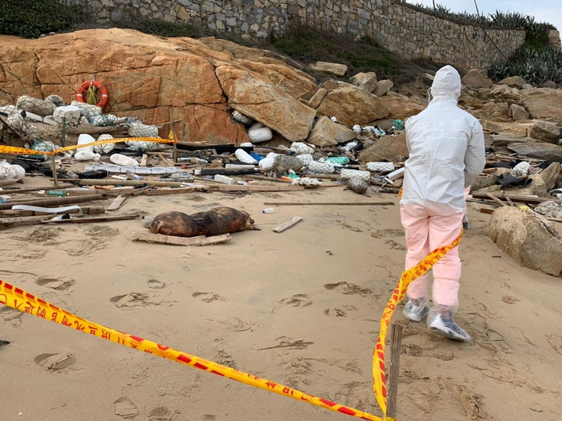 Premier cas confirmé de peste porcine africaine sur l’île taiwanaise de Kinmen