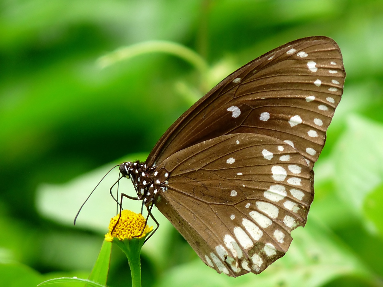 Euploea core (image Wikipedia)