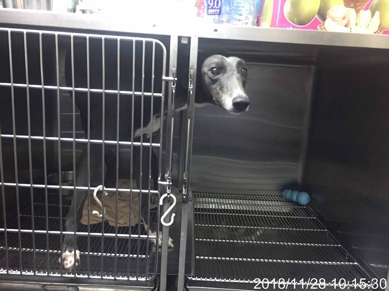 Le Parlement veut légiférer sur le don de sang canin à Taiwan