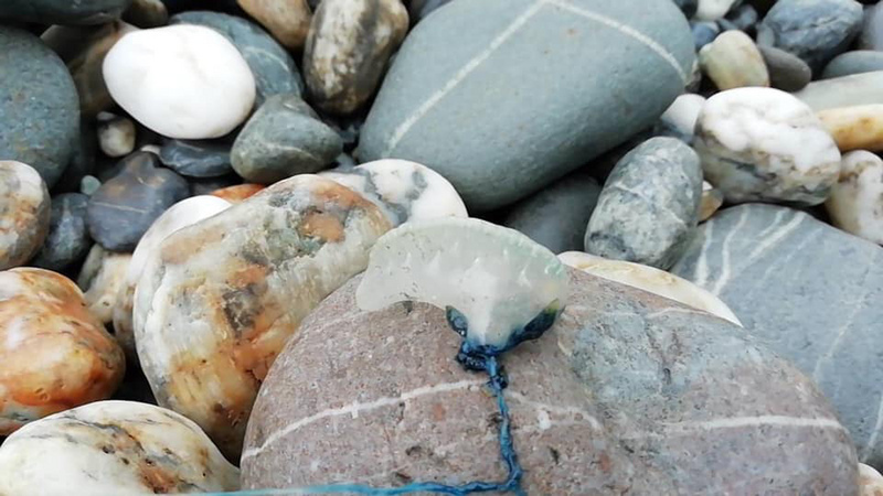 La plage de l’Ile Verte est jonchée de vessies de mer