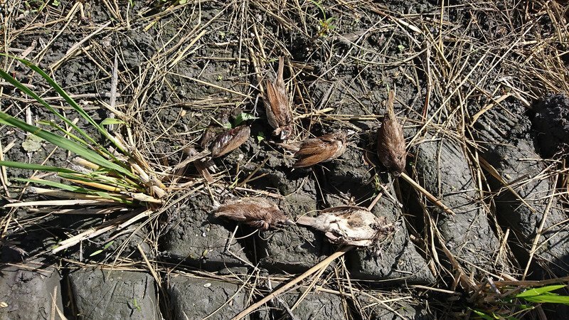 1 200 oiseaux tués par insecticide