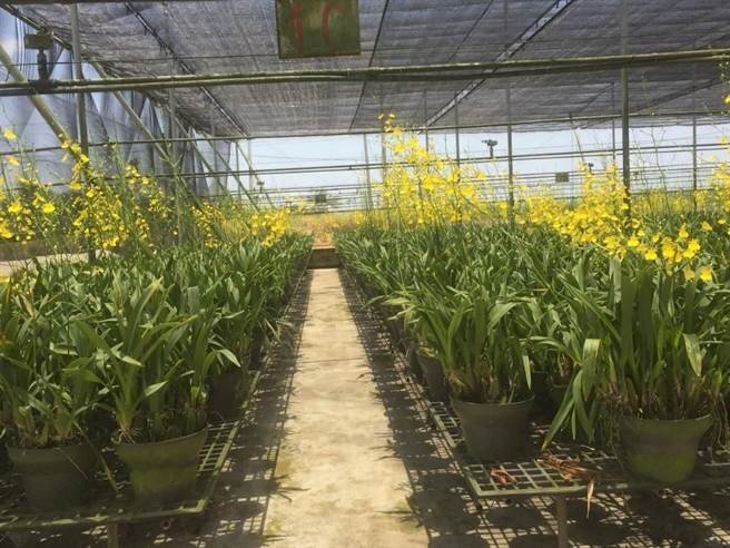 Le prix de l’oncidium est en chute ainsi que son exportation