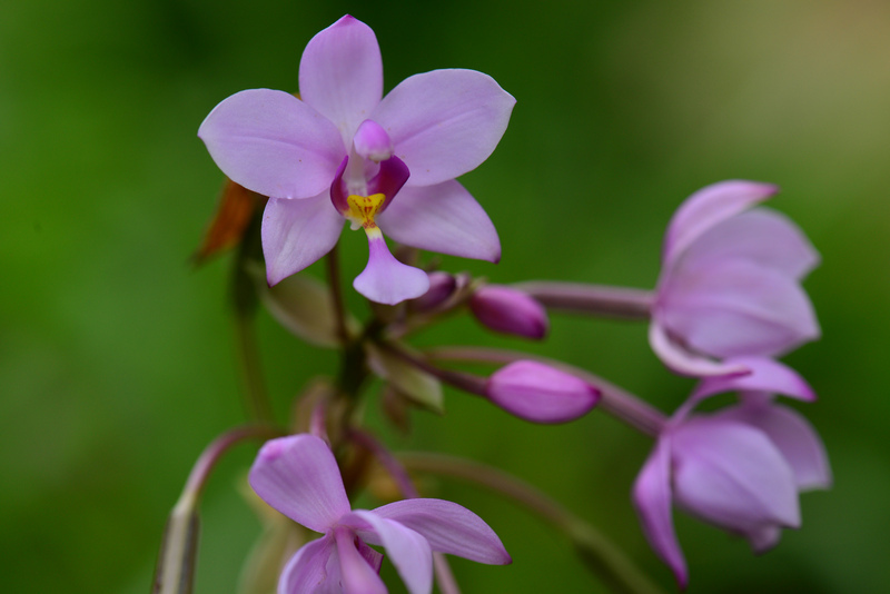 Orchidée palmier de retour sur l'île des orchidées (image: Institut de recherche sur les espèces endémiques)