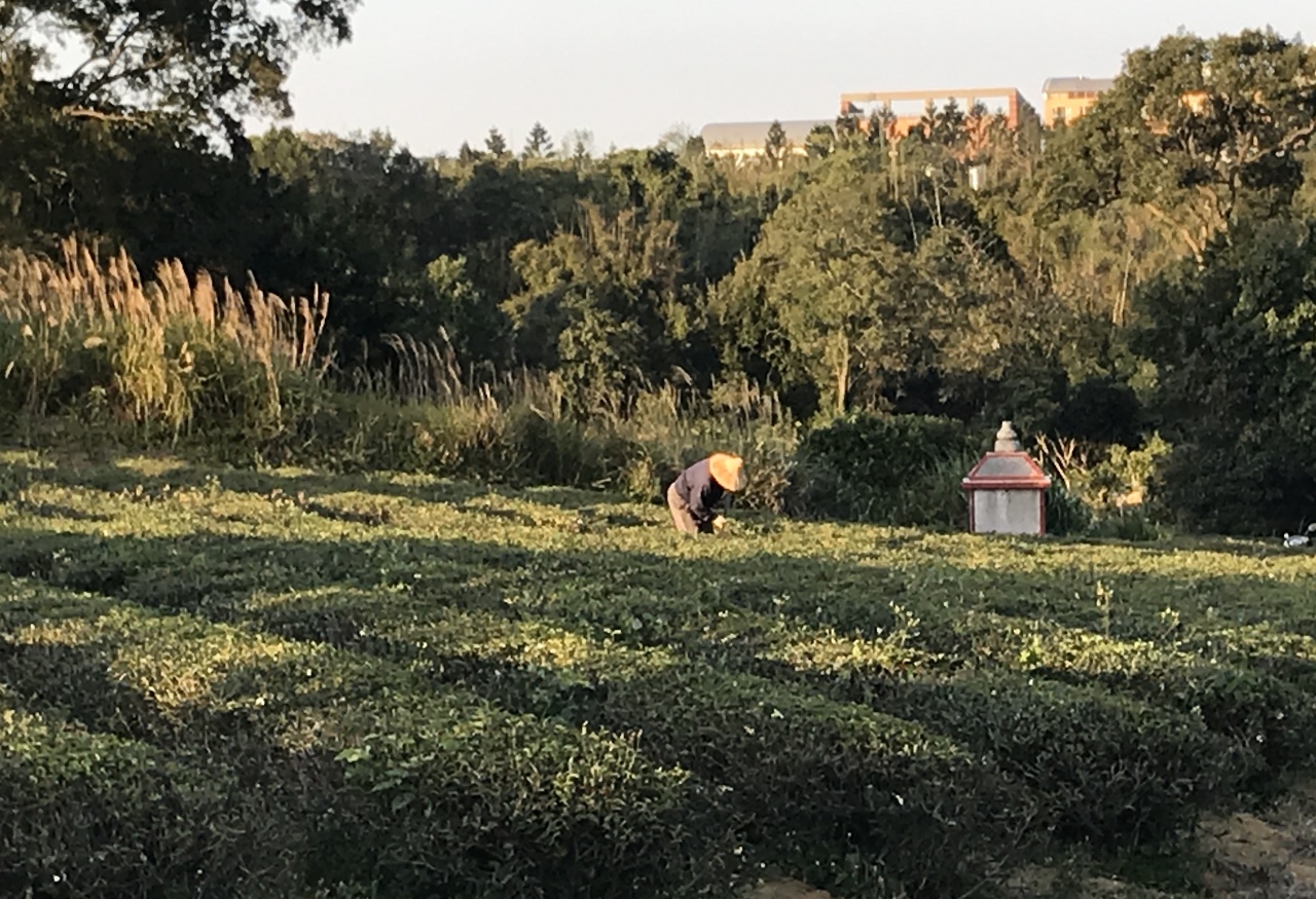 La fragrance du thé déclinée en musique traditionnelle
