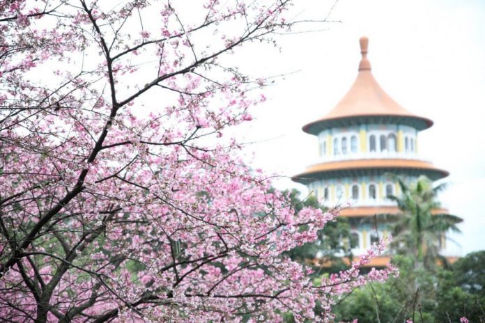 Les fleurs de cerisier font leur apparition dans le Nouveau Taipei