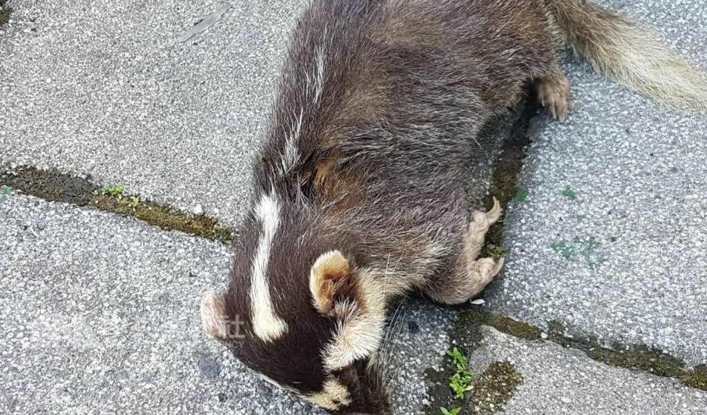 Un blaireau-furet testé positif à la rage dans l’Est de Taiwan