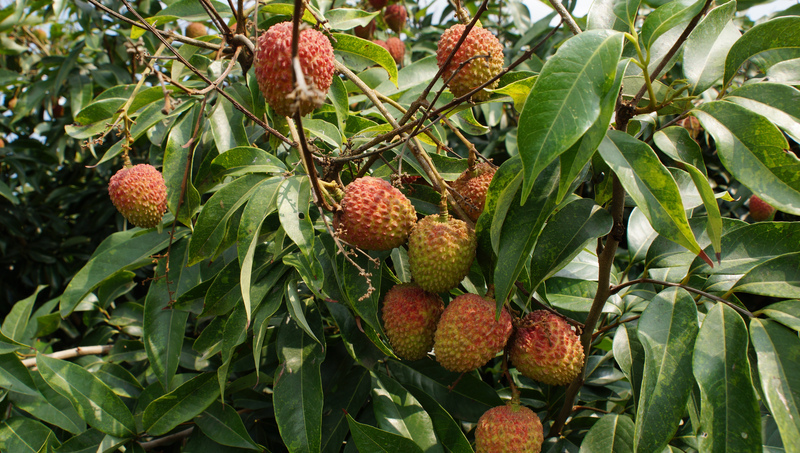 Une nouvelle tactique taiwanaise pour la coopération agricole internationale