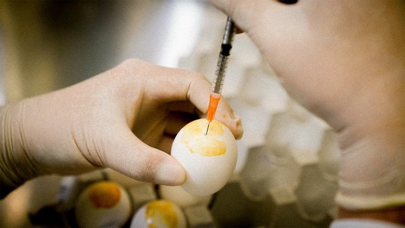 Vaccin à l’immunité croisée contre la grippe