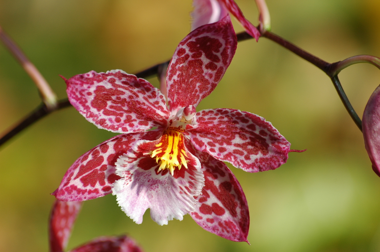 Les orchidées à l’honneur à Tainan