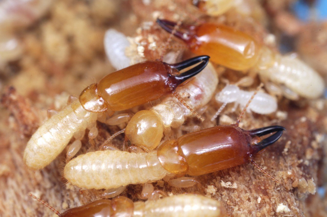 Une nouvelle espèces de termite découverte à Taiwan