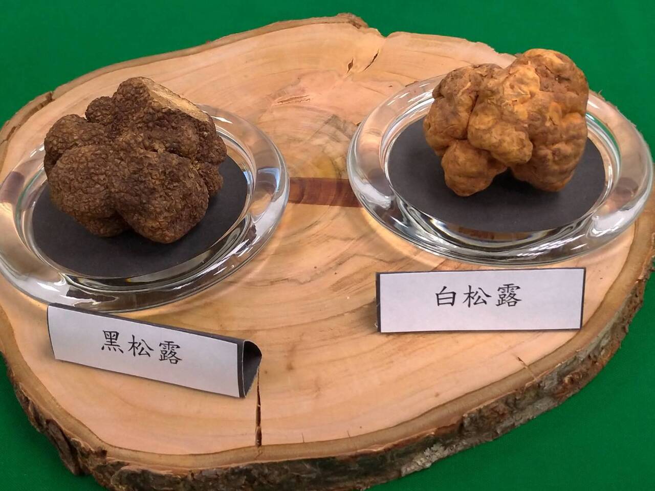 Première truffe blanche formosane découverte à Nantou
