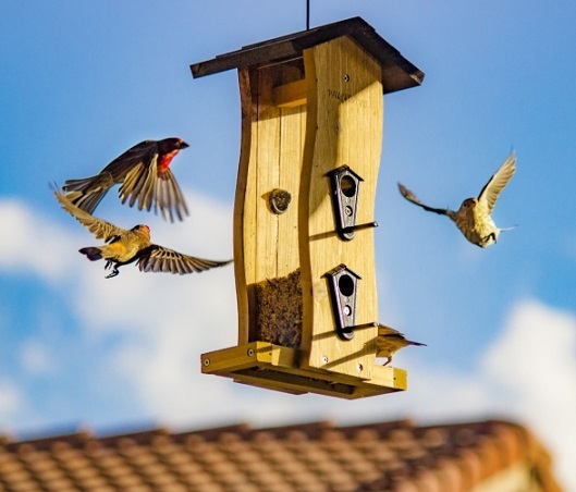 Un charpentier qui fait voler son oiseau mécanique