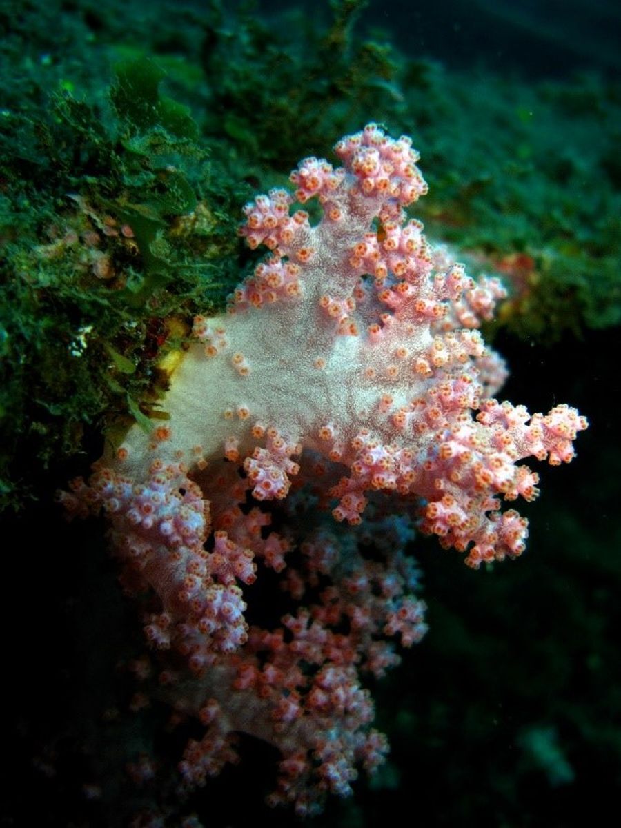 Deux centaines d’espèces de coraux mous viennent d’être identifiés à Kenting