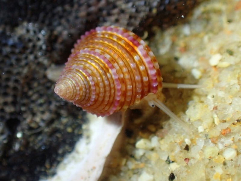 Une espèce de mollusque de Kinmen inscrite au registre mondial des espèces marines