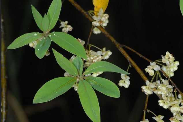Magao-Perles noires de montagne des aborigènes