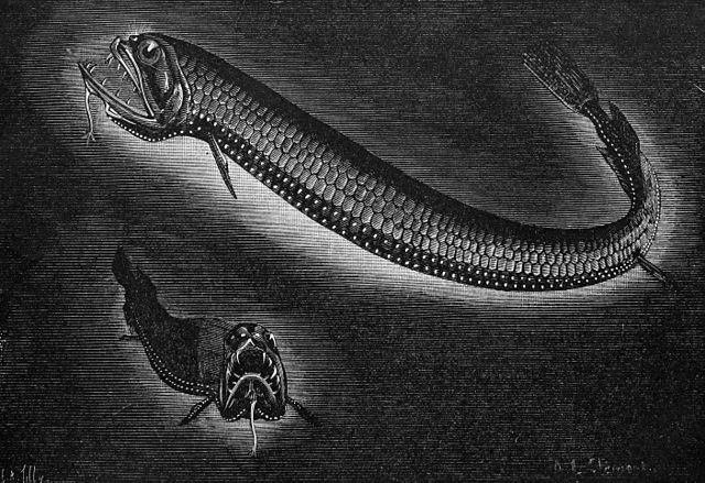 Un dragon boa, esquisse du zoologiste Sydney John Hickson (image Wikipedia)