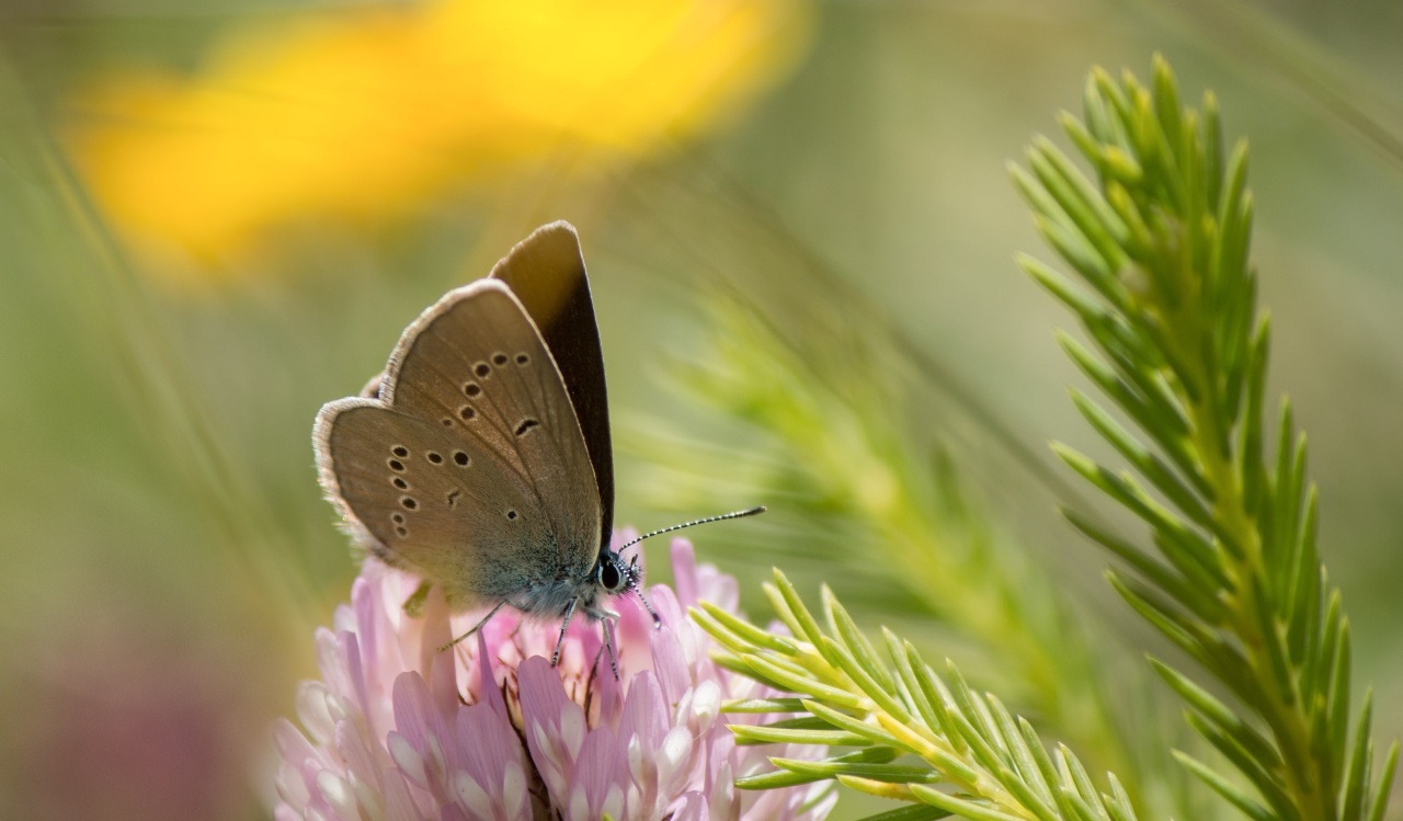 70% des Taiwanais ont déjà entendu parler de biodiversité