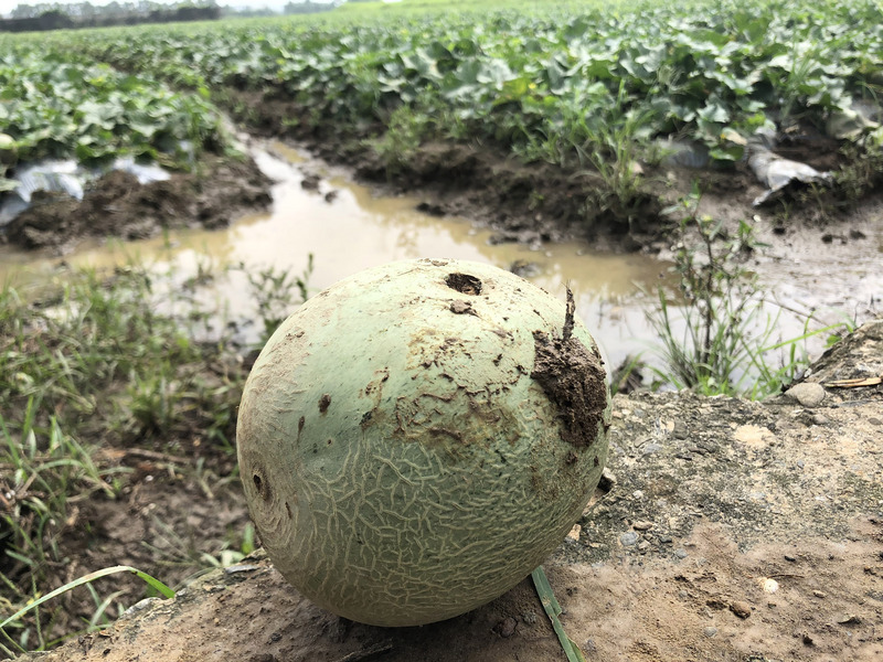 Les fortes pluies provoquent des lourdes pertes agricoles