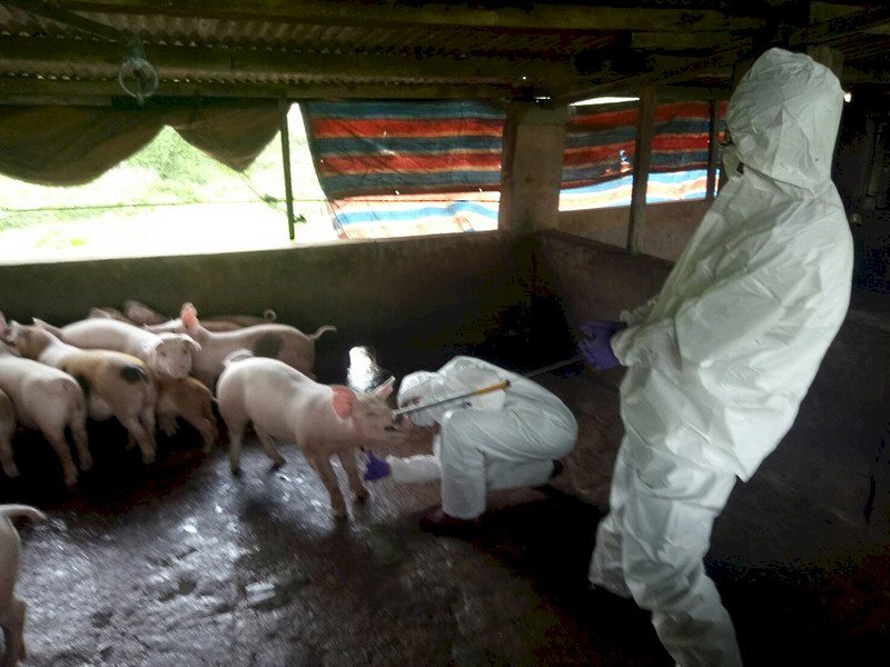 Taiwan dresse un bilan de sa lutte contre la peste porcine africaine
