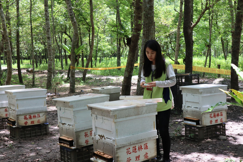 Zone modèle des ruches dans le cadre de l'agriculture en sous-bois à Hualien (Photo CNA)