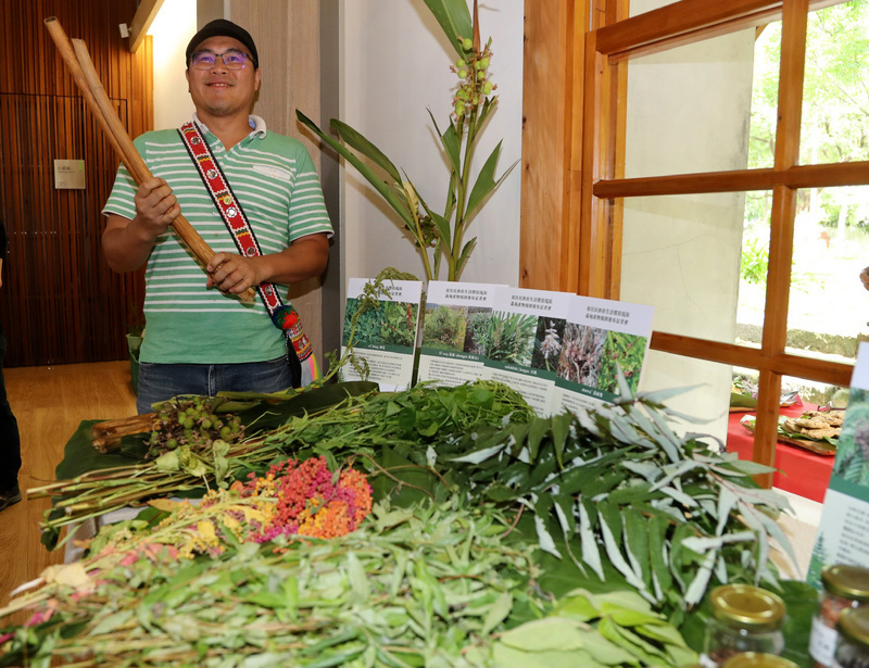 Les aborigènes plus libres à cueillir les herbes de leur culture (photo CNA)