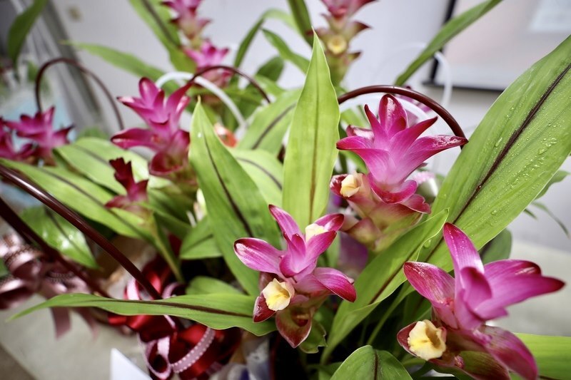 Courrier des auditeurs : les réseaux mobiles et la 5G, les tulipes d'été