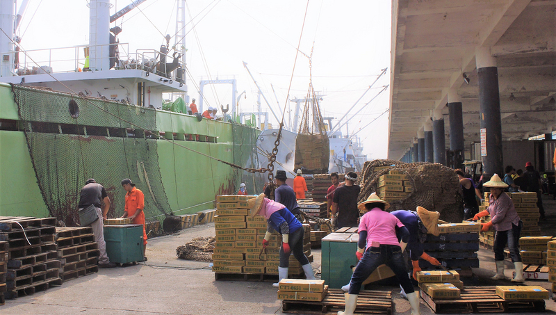 La commission des pêches du Pacifique Nord s’engage à protéger le Cololabis saira