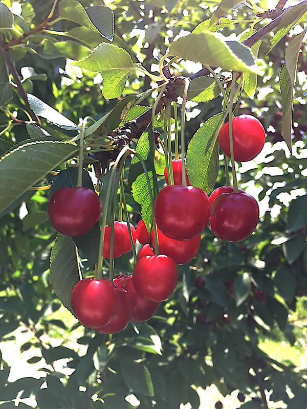 Des cerises turques bientôt sur le marché taïwanais