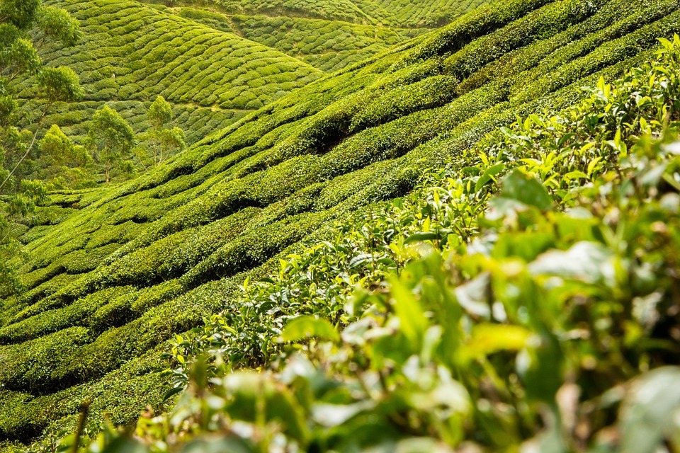 Quand le thé Oolong devient plus qu’une simple variété de thé...