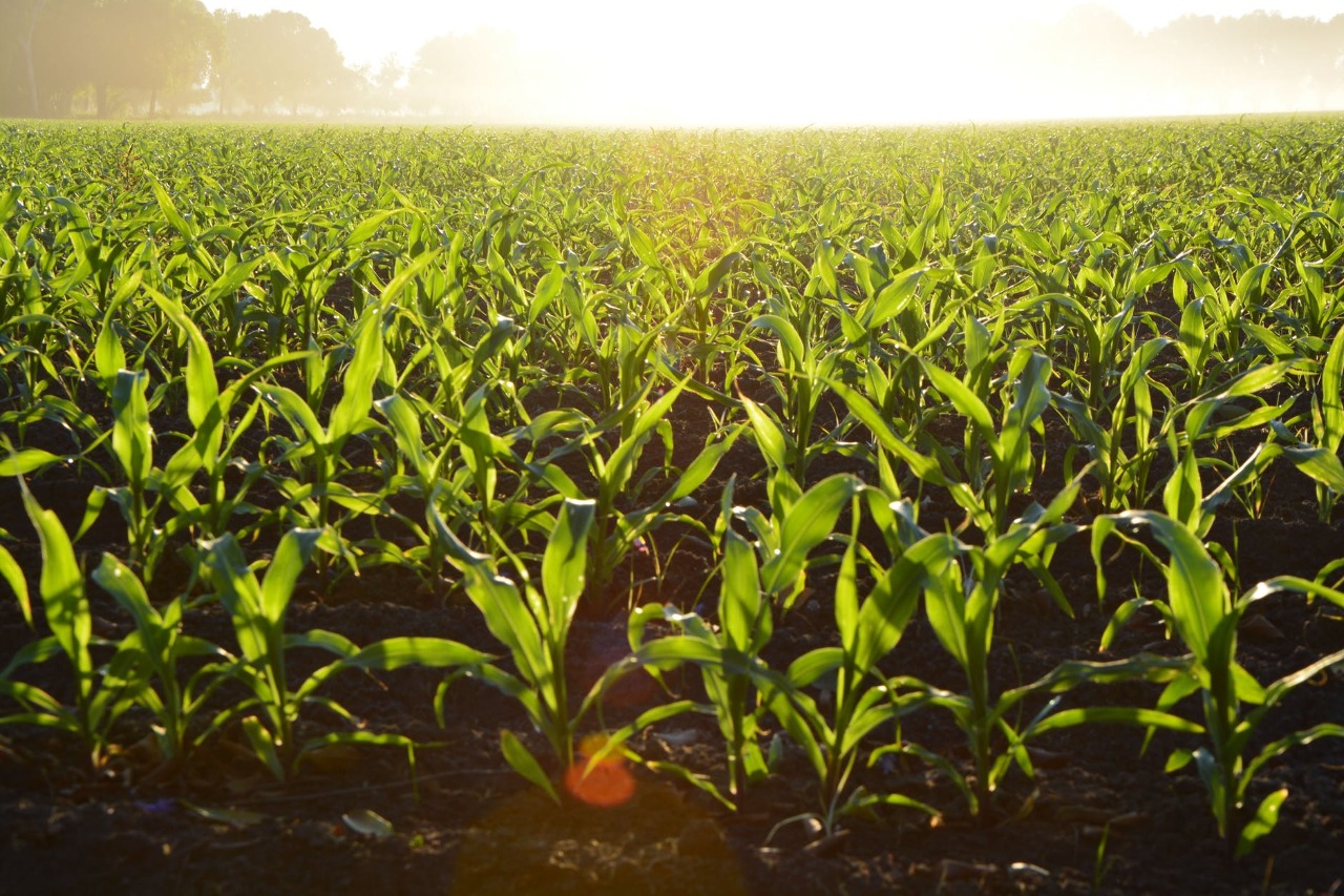 Colloque sur les pertes agroalimentaires
