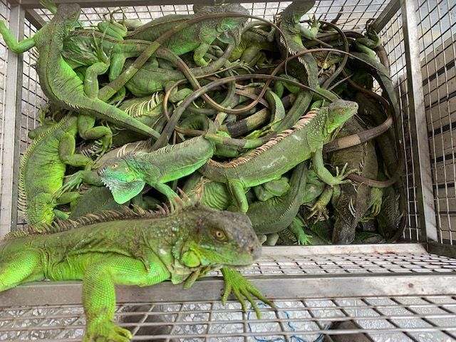 36 000 iguanes abattus depuis le début de l'année à Taïwan dans une campagne de lutte contre les espèces envahissantes